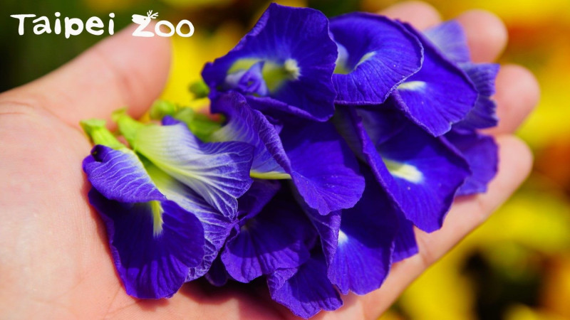 蝶豆是蔓性豆科植物，亮藍色的花朵富含「花青素」，不過台北市衛生局表示，蝶豆花可作為天然色素，卻不可食用。   圖：台北市衛生局/提供（台北市立動物園李俊緯攝）