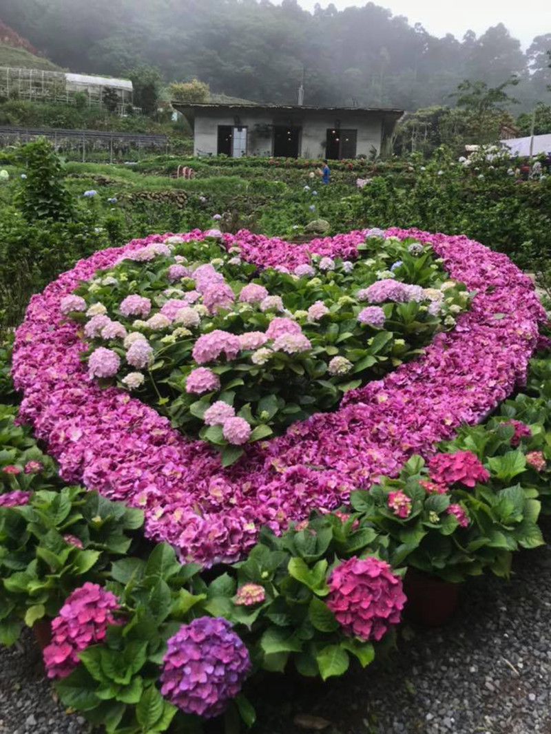 曹家花田今年新開幕，園區內花卉造景引人注目。　圖：取自曹家花田臉書
