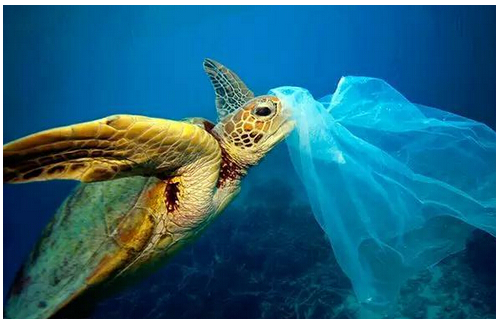 誤食塑膠的海龜 圖片來源:科普中國