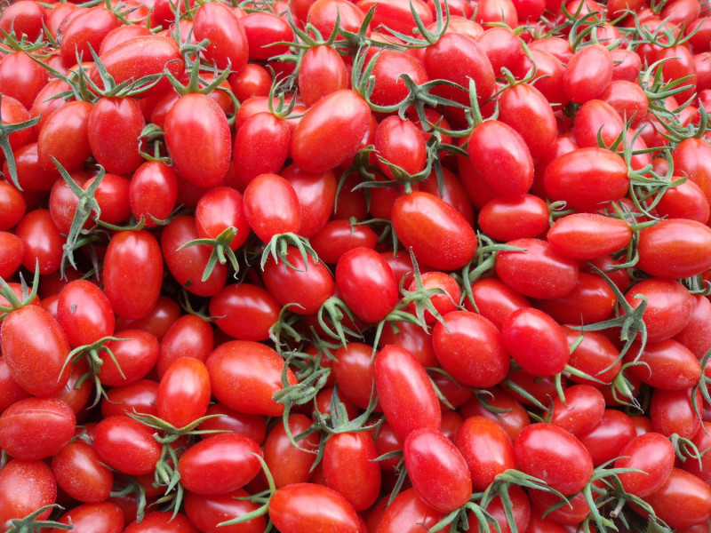 番茄含有維他命C，具有抵抗病菌和抗發炎的特性。   圖：農委會台中農改場/提供
