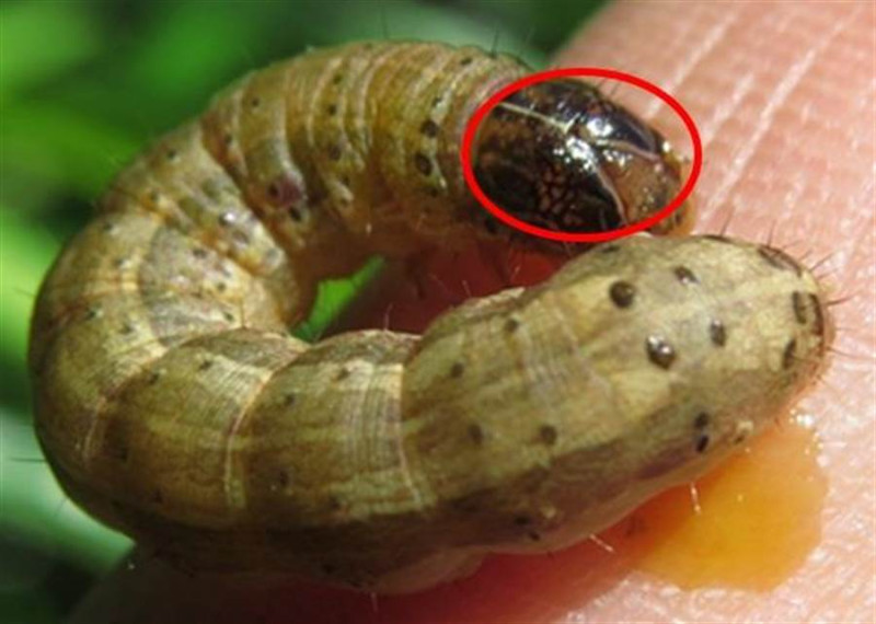 秋行軍蟲成熟幼蟲的頭殼可見黃色倒Y狀紋路，幼蟲背部各體節具梯形狀分布的4個斑點。   圖：農委會防檢局／提供