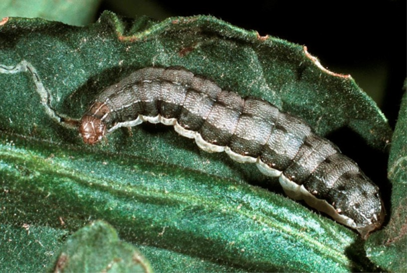 秋行軍蟲被列為國際上的嚴重農業害蟲。   圖：農委會農試所/提供