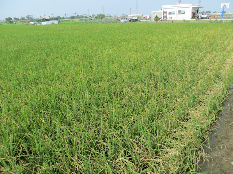 近日豪雨不斷，農作物部分，以一期水稻損失金額1223萬元最高。(示意圖)   圖：農委會動植物防疫檢疫局/提供