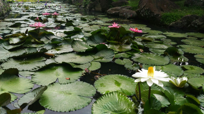 睡蓮的葉子平貼於水面，不像荷葉會突立於水上。圖：台北市工程處／官網