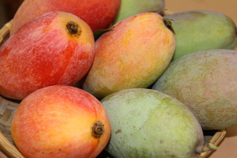 盛夏果物「芒果」，又甜又酸的芒果是許多人的心頭好。   圖：農委會農糧署/提供