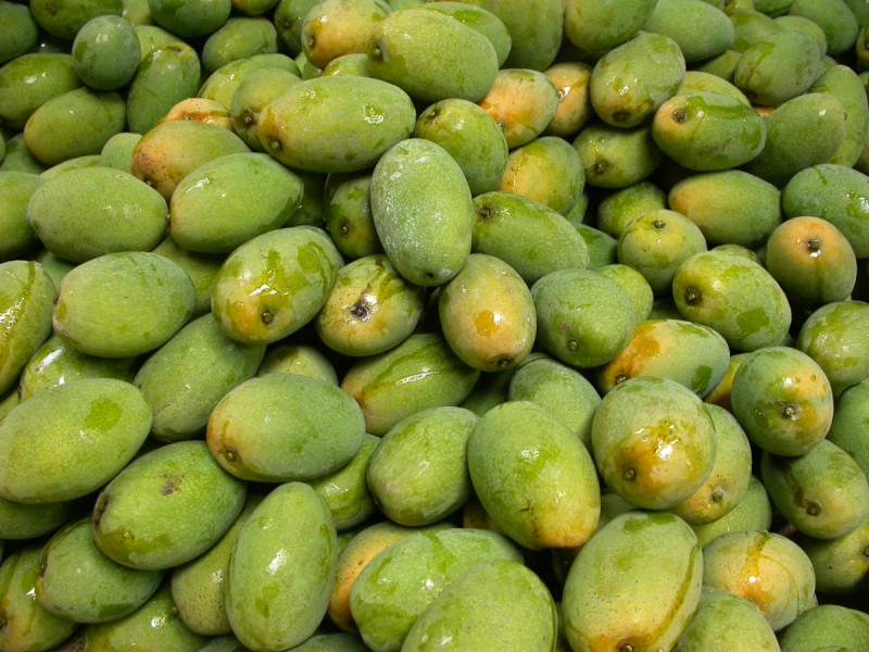 土芒果外觀色澤成青黃色，果實纖維粗、果肉薄，是台灣最小粒的芒果。   圖：農委會農糧署/提供