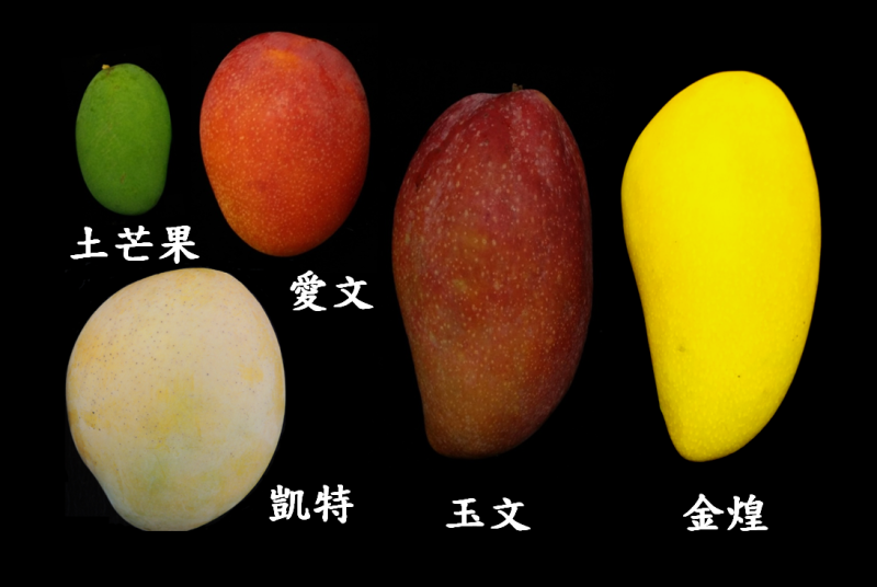芒果品種一次看   圖：行政院農業委員會台南農改場/提供