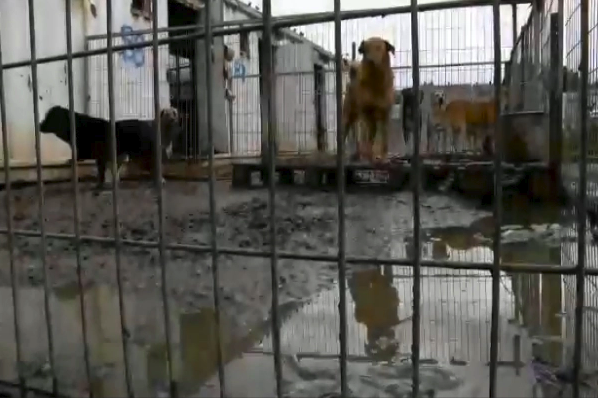 以色列一間鄉下收容所內的狗狗身處在髒亂又沒有足夠食物的環境（圖／翻攝自FB@Dog Tales Rescue and Sanctuary）