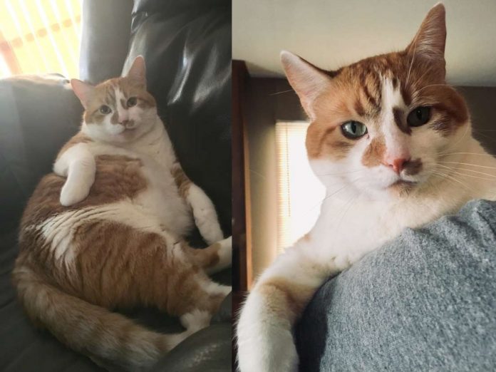 休伯特是隻有個性又相當有精神的胖貓。(圖/Laci Reamer)