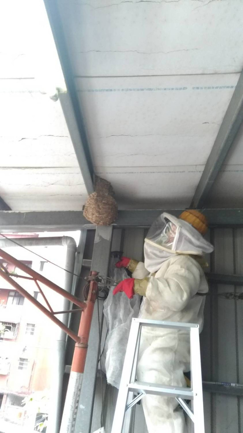 民眾若發現蜂巢，動保處表示，初期拆除危險性最低，以木棍就可以將蜂巢打落下來。   圖：新北市動保處/提供