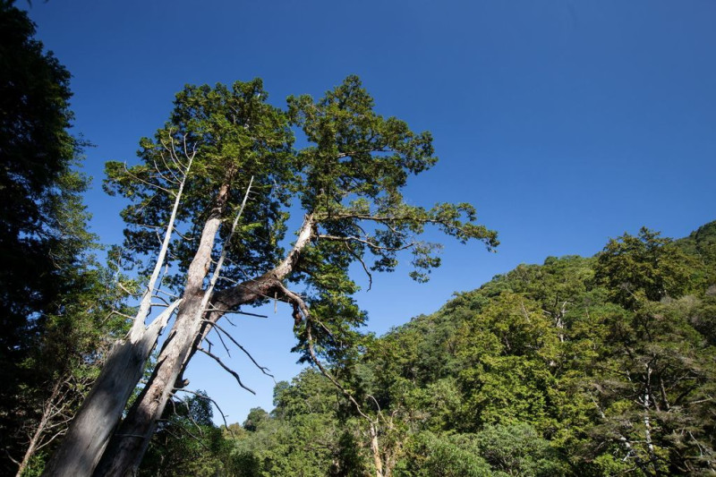 拉拉山自然保護區有參天古木，珍貴的紅檜木林最老約2800歲。 圖：翻攝自桃園觀光導覽網