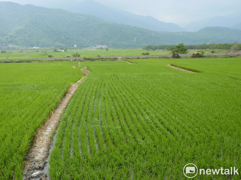二期稻作近期已進入開花結穗期，面對缺水停灌政策，地方農民希望不要強制全面翻耕。   圖：農糧署北區分署/提供（資料照）