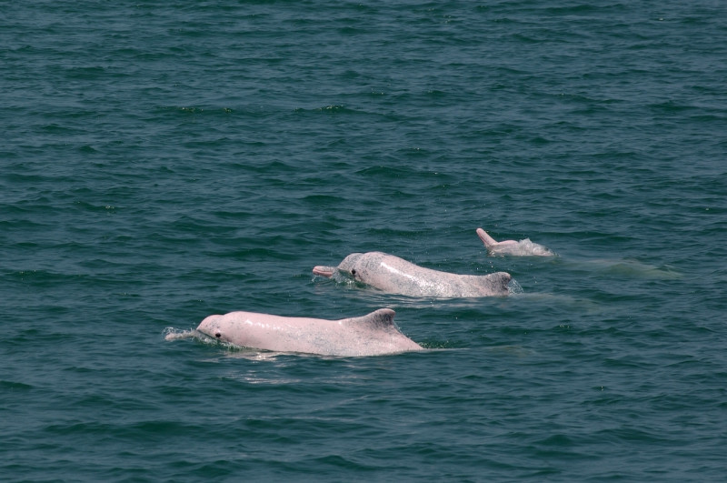 台灣白海豚為中華白海豚的亞種，由於只要到農曆3月的媽祖生日就會大量出現，因此又被台灣漁民稱為「媽祖魚」。   圖：林務局/提供(游忠霖攝)