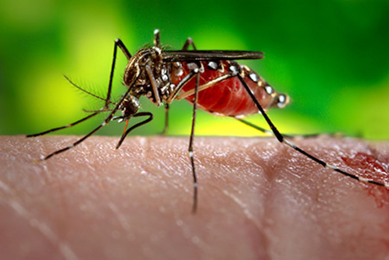 茲卡病毒感染症主要經由被帶有茲卡病毒的病媒蚊叮咬而感染，潛伏期約3至12天。症狀與登革熱相似但較輕微。   圖：取自台東縣延平鄉衛生所