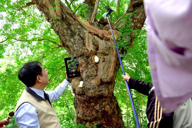 台南市衛生局今（25）日表示，只要利用手機自拍棒連接平板即可巡視樹洞積水情形。   圖：台南市政府環境保護局/提供