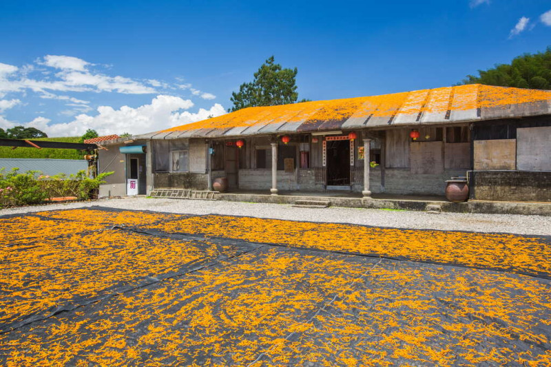汪家古厝曬金針的畫面僅在金針花季才能看到，吸引許多攝影人拍攝。圖：花東縱谷國家風景區網站／翻攝