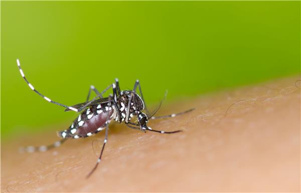 登革熱疫情在國際間蔓延，去東南亞國家旅遊請務必做好防蚊措施。   圖：取自苗栗縣頭份市衛生所