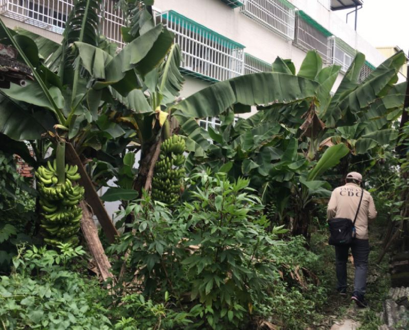 廢棄香蕉葉發現己孳生孑孓   圖：台南市衛生局/提供
