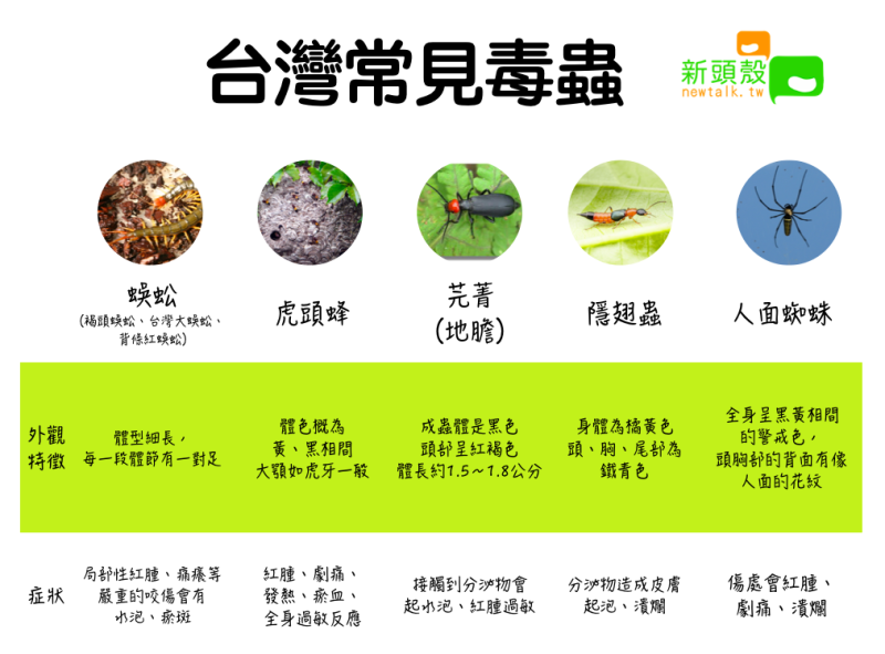 台灣常見毒蟲 圖：新頭殼/製表