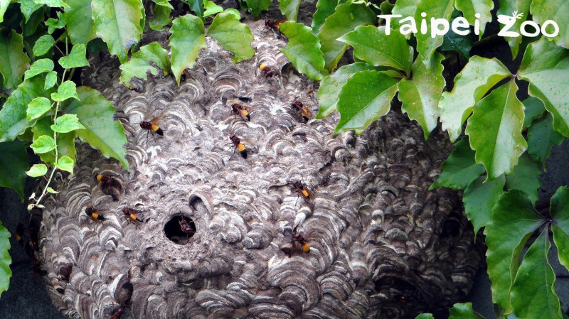 發現蜂窩記得靜靜的離開，不要讓蜜蜂認為你有敵意 圖：台北市立動物園／提供
