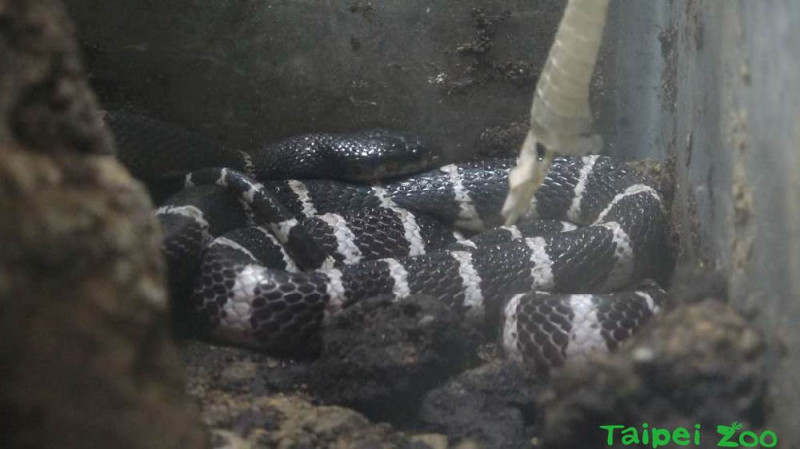 雨傘節頭部為橢圓形 體背有 黑白相間的斑紋，是屬神經性毒蛇：台北市立動物園/提供