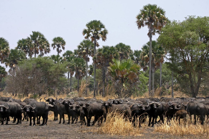 水牛危險性並不亞於獅子。圖：Tanzania Tourist Board臉書／翻攝