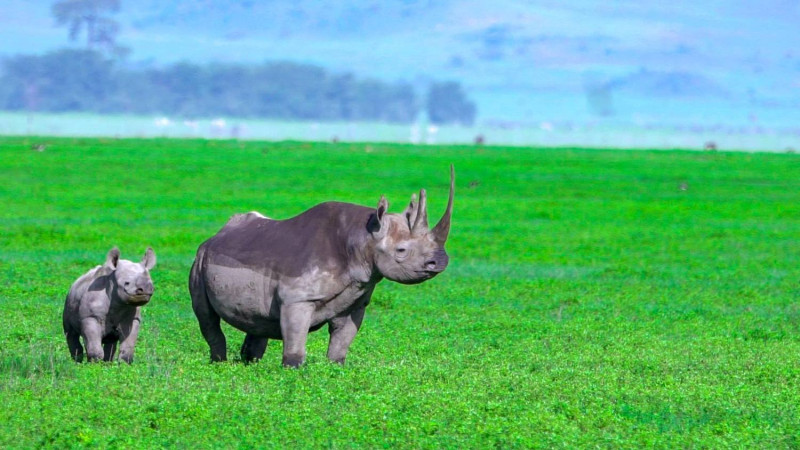 黑犀牛數量稀少，瀕臨絕種，坦尚尼亞是見到機率相對較高的地方。圖：Tanzania Tourist Board臉書／翻攝