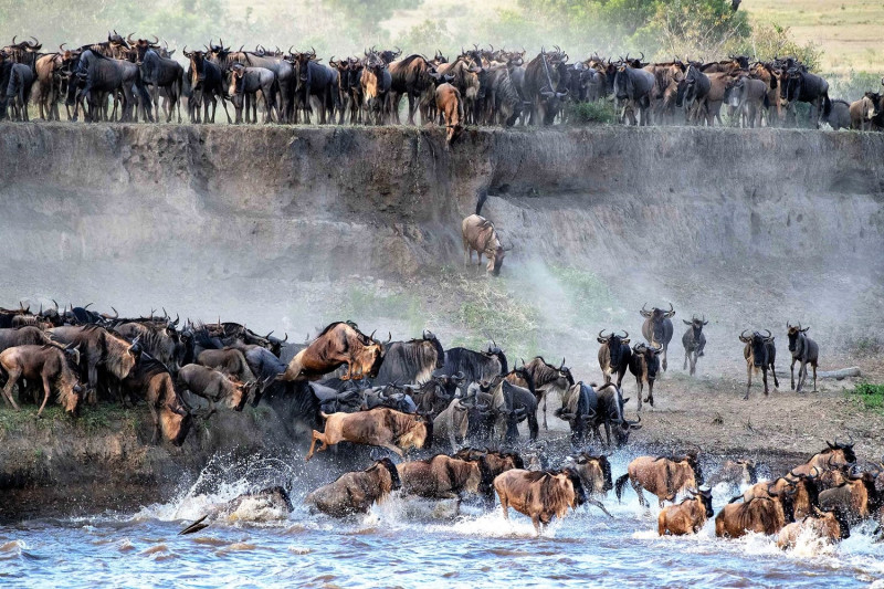 斑馬、牛羚過河的天國之渡，是遊客們最期待的畫面。圖：Tanzania Tourist Board臉書／翻攝