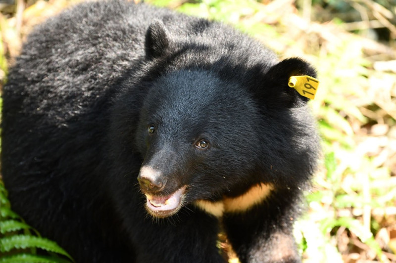 花蓮南安瀑布近幾年不斷發現黑熊身影，為了追蹤黑熊動態，林管處於於瓦拉米步道及停車場附近設置三台相機(圖為南安小熊「妹仔」)   圖：取自台灣黑熊保育協會