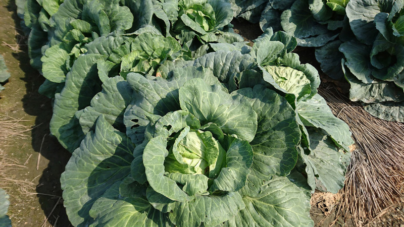 農糧署也呼籲民眾力挺國產蔬菜，葉菜類預計2、3週就可復耕。   圖：農糧署/提供