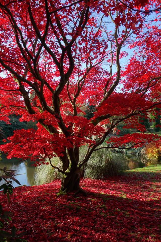 謝菲爾德公園位於蘇格蘭，秋天時整座公園會穿上鮮艷外衣。圖：翻攝自Sheffield Park and Garden NT臉書