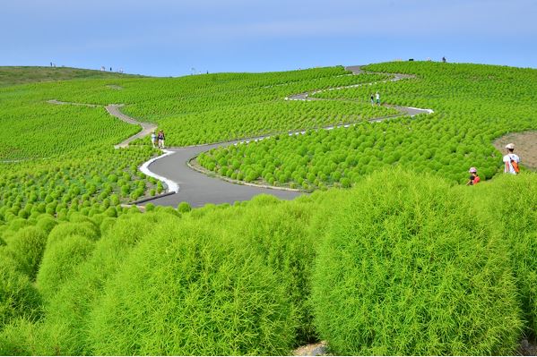 日本正牌波波草夏天為翠綠色，有點像是陸地版的藻球。圖：翻攝自國營常陸海濱公園網站