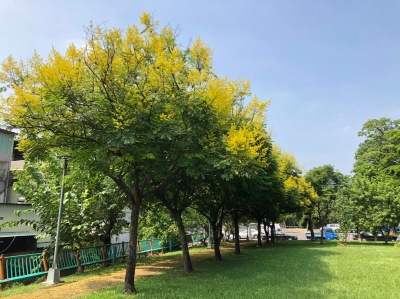 台中市建設局表示，台灣欒樹金黃色花序開滿樹梢，還有美人樹的粉紅花朵綻放   圖：台中市政府/提供