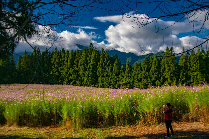 福壽山農場的波斯菊花不但長得茂密，最高還達2公尺高，圖為21日花況。圖：翻攝自福壽山農場官網