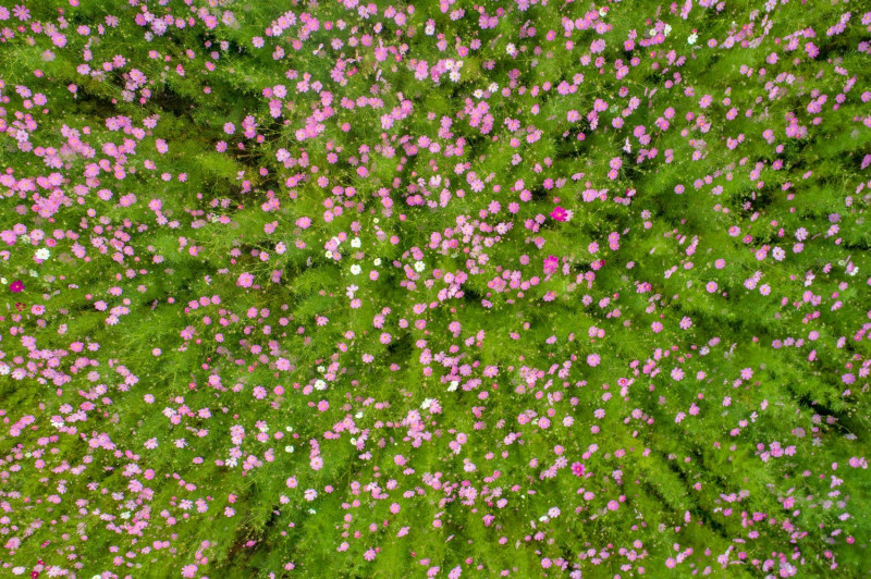 從空中拍去，波斯菊花海有如粉紅和綠色交織的地毯。圖：翻攝自福壽山農場官網