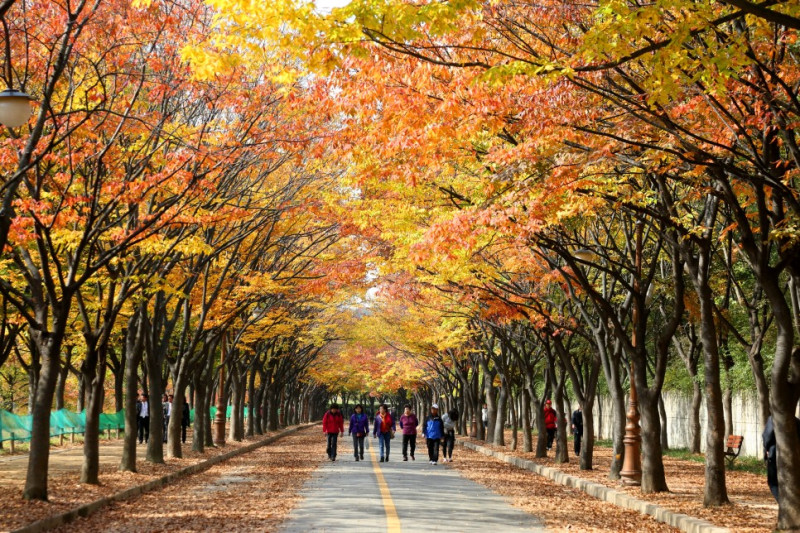 仁川大公園的楓葉大道能拍出綿延的紅葉隧道景色。圖：翻攝自韓國觀光公社 台北支社網站