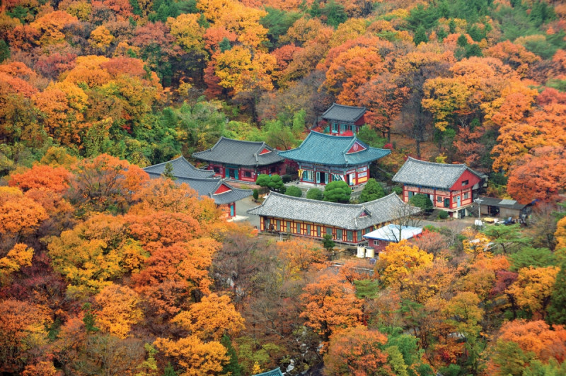 梵魚寺是當地人推薦的賞楓秘境。圖：翻攝自韓國觀光公社 台北支社網站