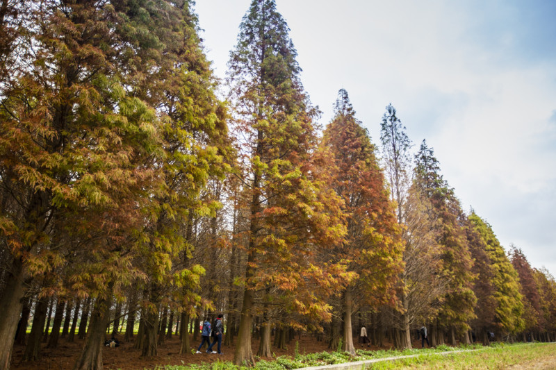 落羽松森林相較楓葉，是台灣較新的秋冬景點，浪漫可愛的紅色景觀很快擄獲大眾的心。圖：翻攝自桃園觀光導覽網