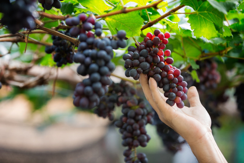 外型可愛，且又香又甜的葡萄是許多人喜愛的水果之一， 農委會表示，葡萄營養豐富，維生素C比柳橙、鳯梨、葡萄柚更高   圖：取自農業易遊網