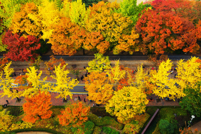 德壽宮石牆路是首爾市區必去的華麗賞楓點。圖：翻攝自韓國觀光公社網站