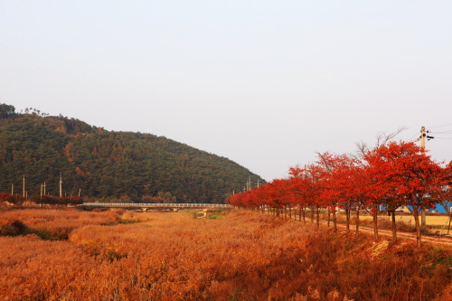 從釜山進出的旅客可以選擇到智異山賞楓。圖：翻攝自韓國觀光公社網站