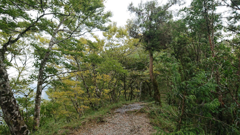 台灣山毛櫸步道全長約3.8公里，步行往返約3小時。   圖：羅東林區管理處 /提供