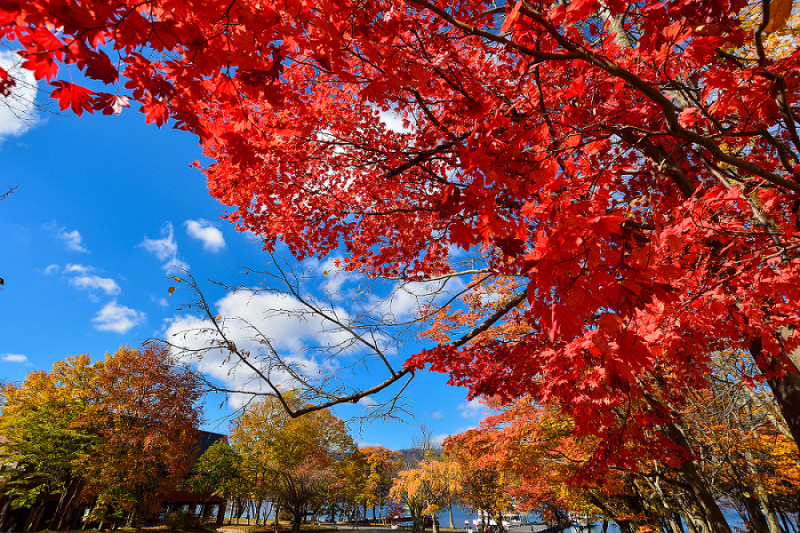 十和田湖周遭處處是美麗的楓景。圖：謝佳真／攝