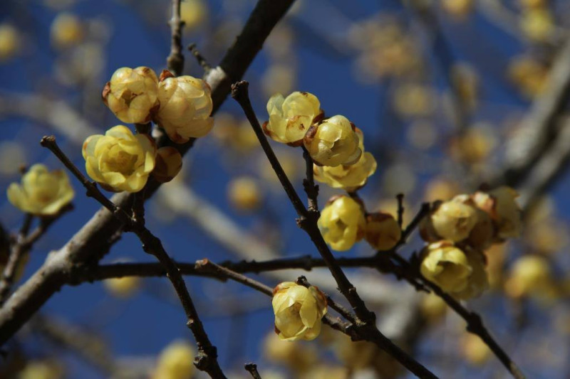 武陵農場有黃色的臘梅綻放，在白色的梅花中顯得特別顯眼出眾。圖：翻攝自武陵農場臉書