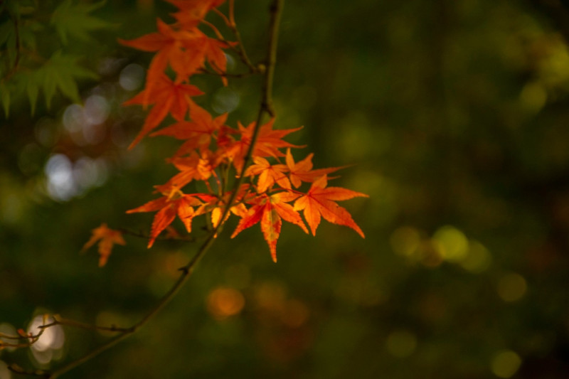 楓葉被光打亮，特寫隨便拍都美。 圖：翻攝自福壽山農場臉書