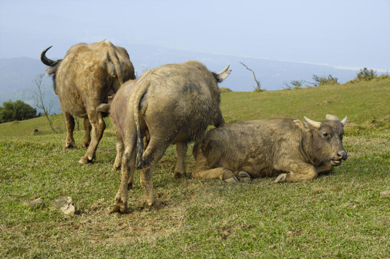 桃源谷的牛群個性溫和，不會貿然攻擊人類。圖：謝佳真／攝