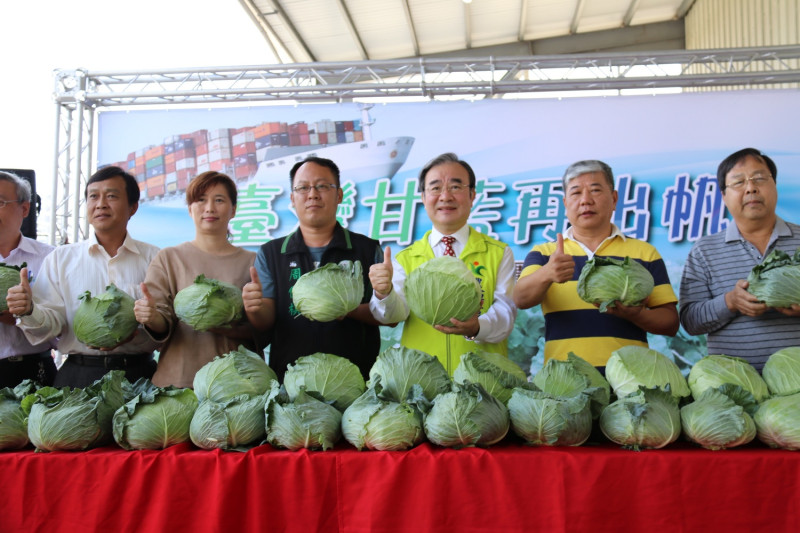 彰化、雲林等西部蔬菜產地生產的甘藍首次透過越南胡志明市超市通路及團膳業者，把台灣初秋甘藍直接送進華人市場   圖：農委會農糧署/提供