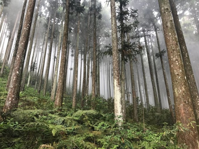 林務局表示，台灣林業曾以高價值的扁柏及台灣紅檜舉世聞名，禁伐天然林之後，貴重木的價格更水漲船高，盜伐案件也層出不窮   圖：林務局/提供