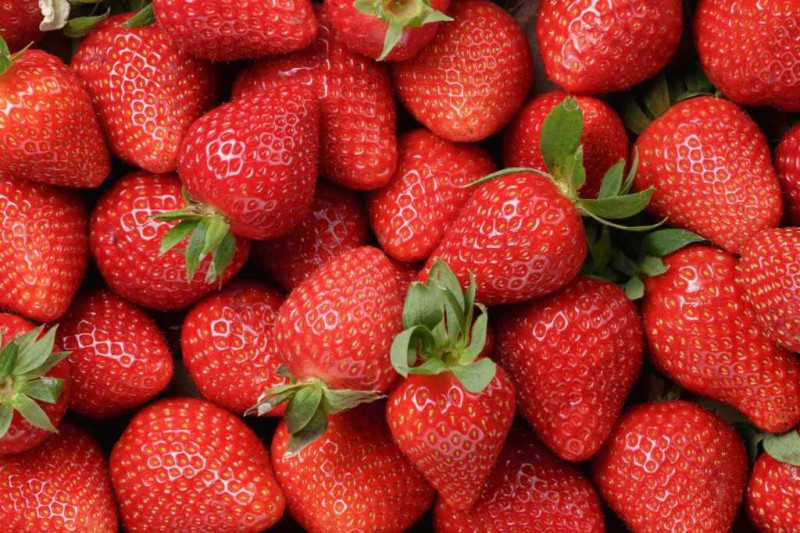 真正的草莓果實反倒是佈滿表面的眾多小點，而草莓品種又以豐香、香水為主   圖：取自農業易遊網