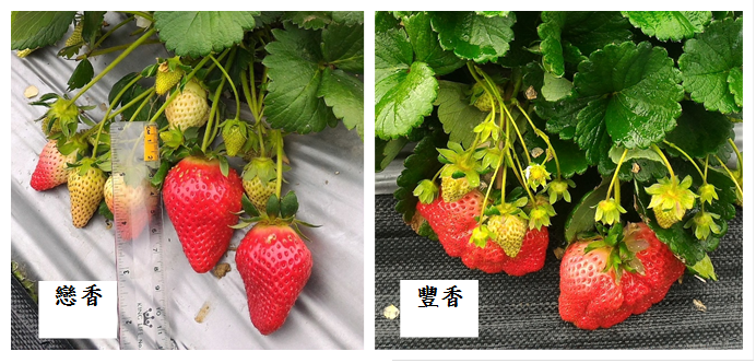 豐香草莓的濃郁香氣及果實口感深受台灣消費者喜愛，成台灣主要栽種的品種，「戀香」則是苗栗區農業改良場孕育的第一個新品種 圖：苗栗區農業改良場/提供